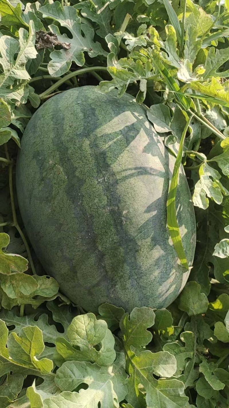 京密宝六号金花一号大量有货