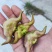 精品清水菱角，湖北优质菱角源产地，2026新鲜上市。