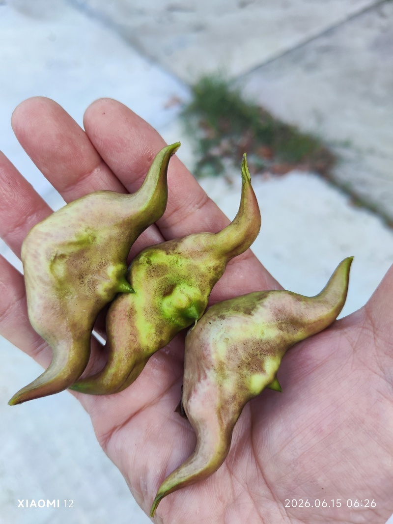 精品清水菱角，湖北优质菱角源产地，2026新鲜上市。