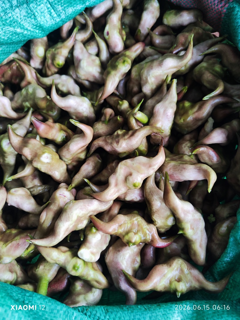 精品清水菱角，湖北优质菱角源产地，2026新鲜上市。