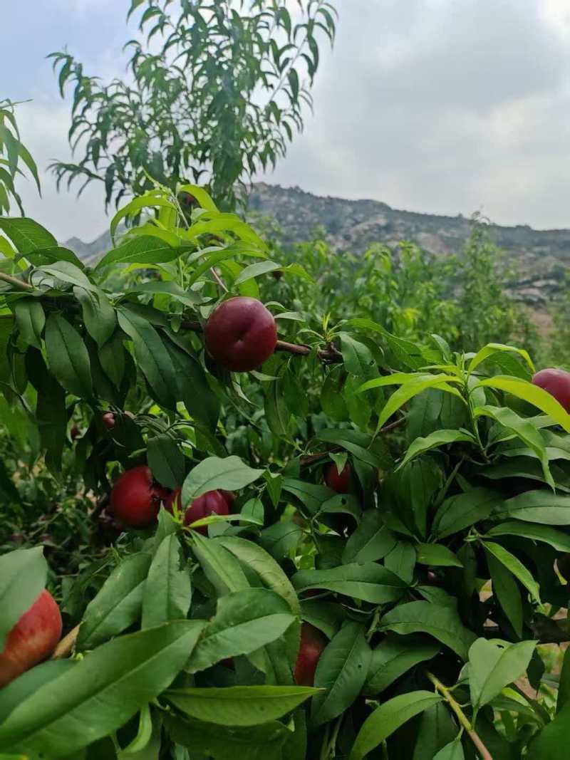 珍珠枣油桃山东桃山东油桃产地直发口感脆甜量大从优