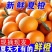 湖北秭归精品夏橙，一手货源，保质保量，可视频看货，量大从