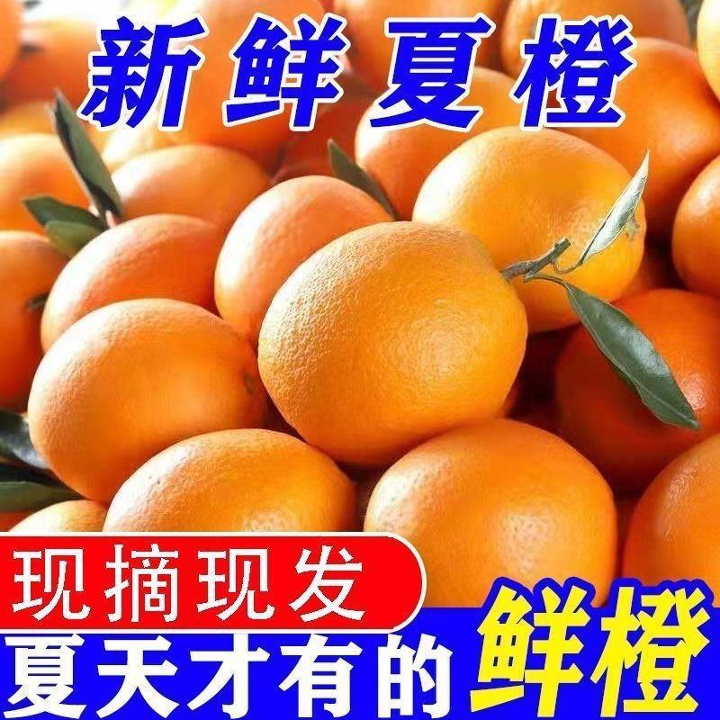 湖北秭归精品夏橙，一手货源，保质保量，可视频看货，量大从