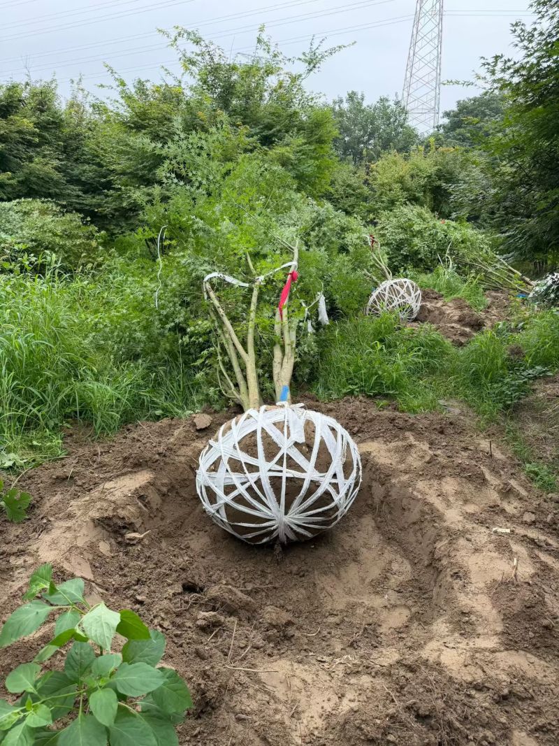 丛生鸡爪槭冠幅2m、2.5m，基地在起苗，欢迎来一亩田订