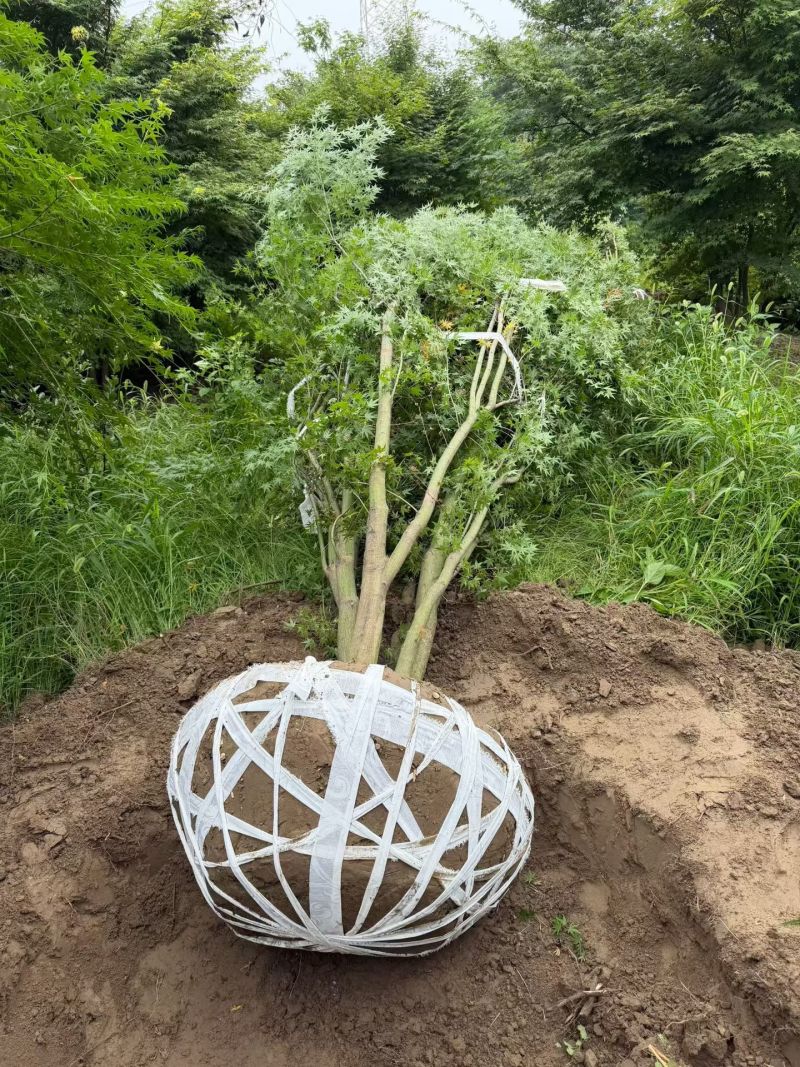 丛生鸡爪槭冠幅2m、2.5m，基地在起苗，欢迎来一亩田订