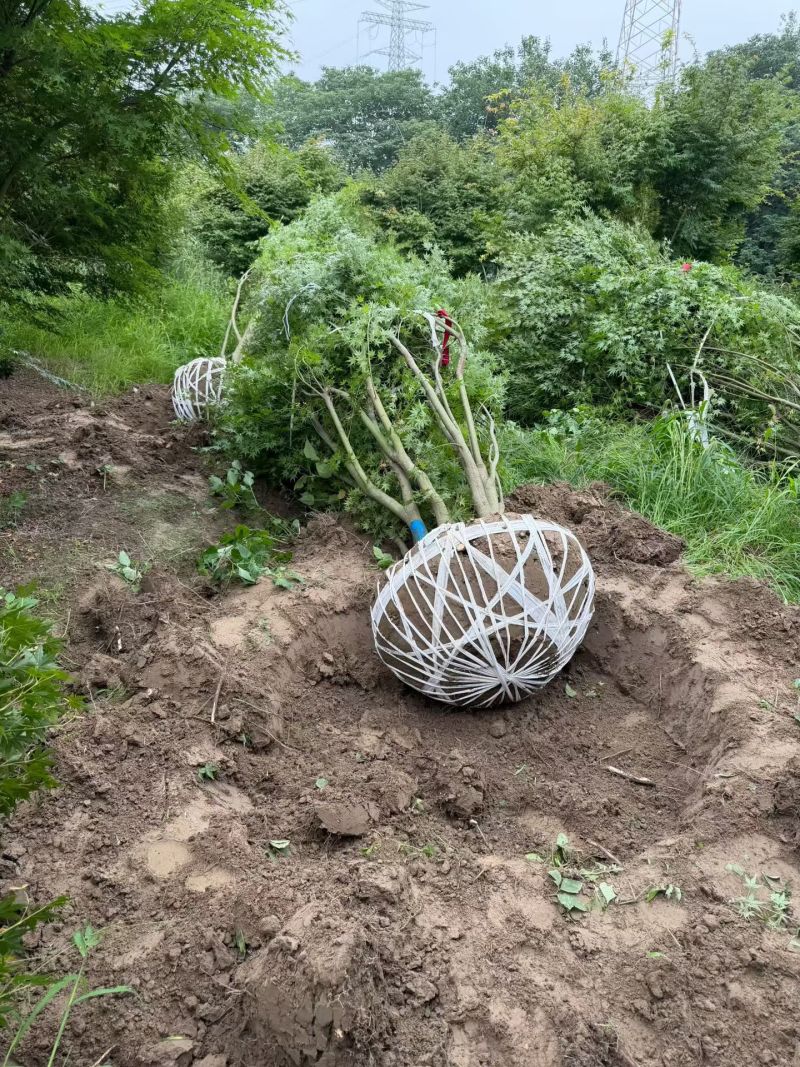 丛生鸡爪槭冠幅2m、2.5m，基地在起苗，欢迎来一亩田订
