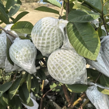 白心芭乐