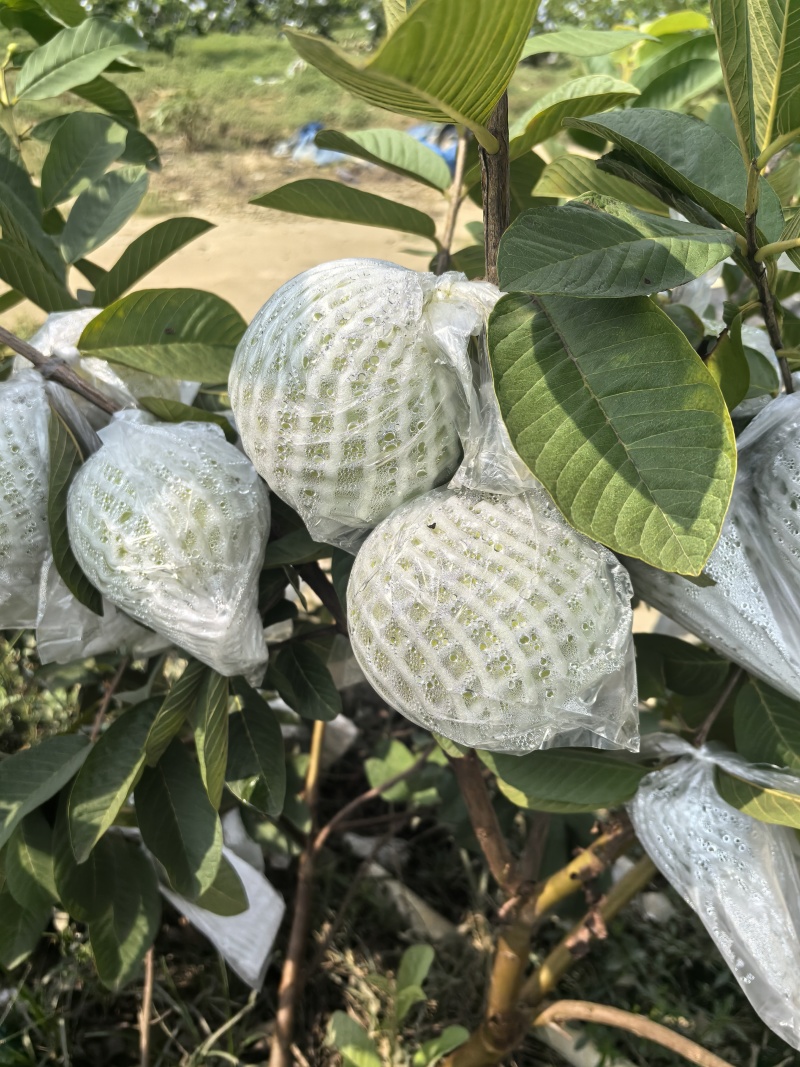白心芭乐