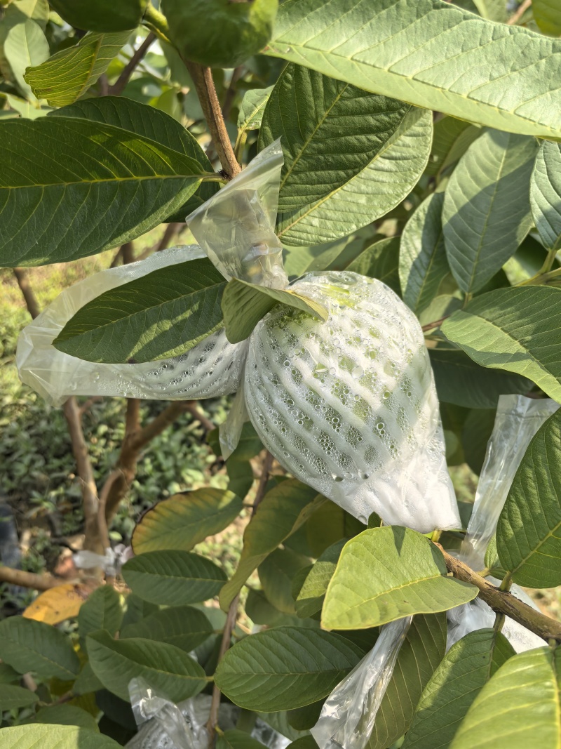 白心芭乐