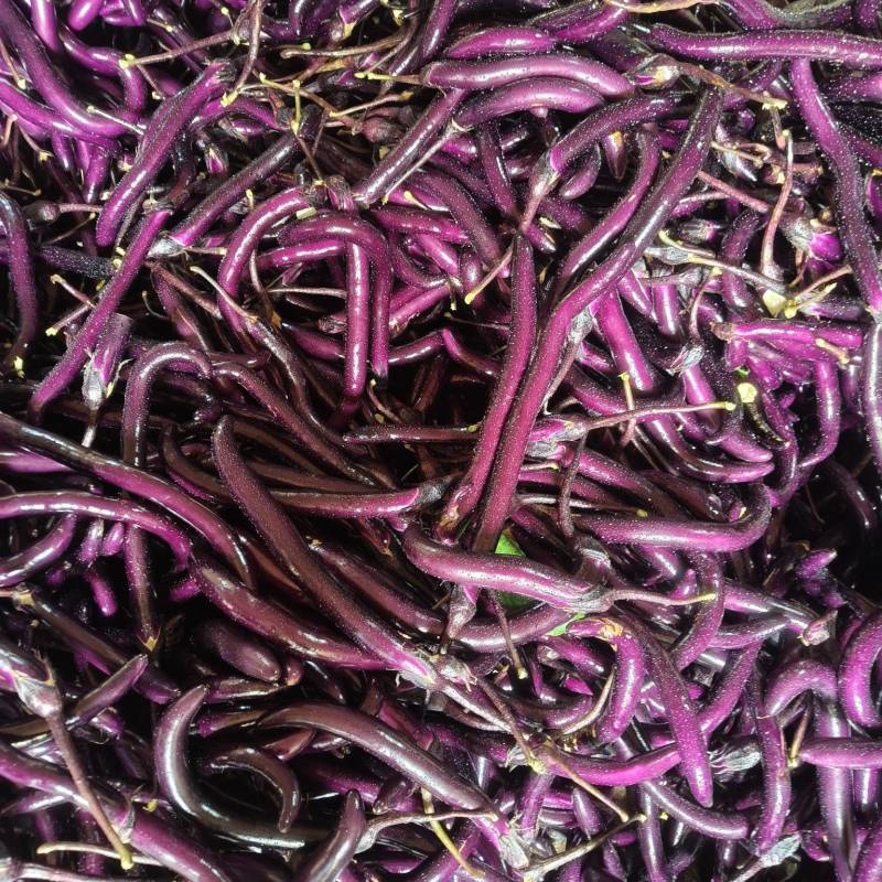高山精品线茄
