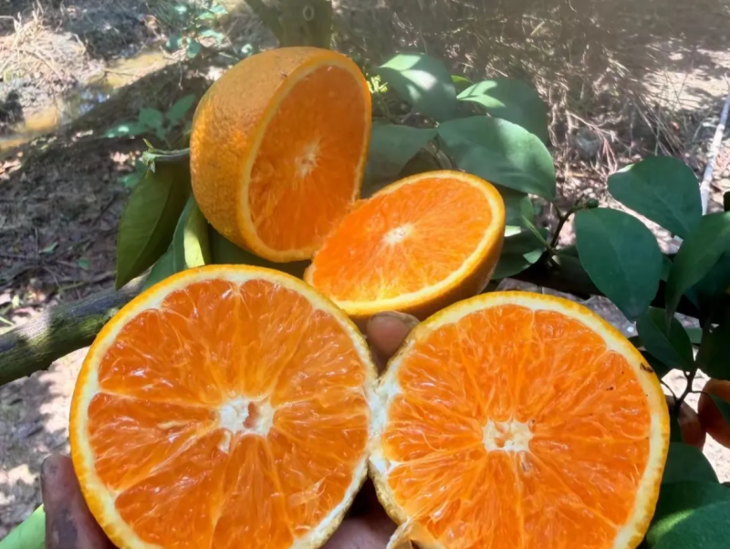 夏橙
