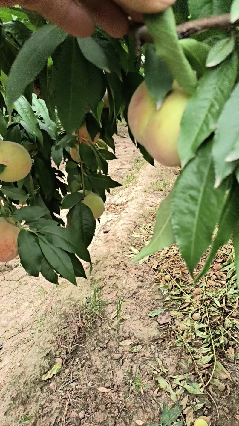 四两以上突围桃黄桃油桃各种桃子上市了有意老板滴滴