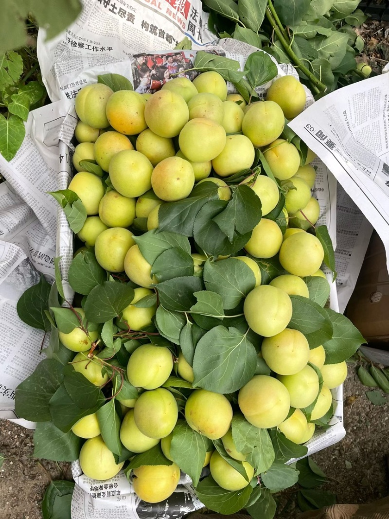 大香白杏
