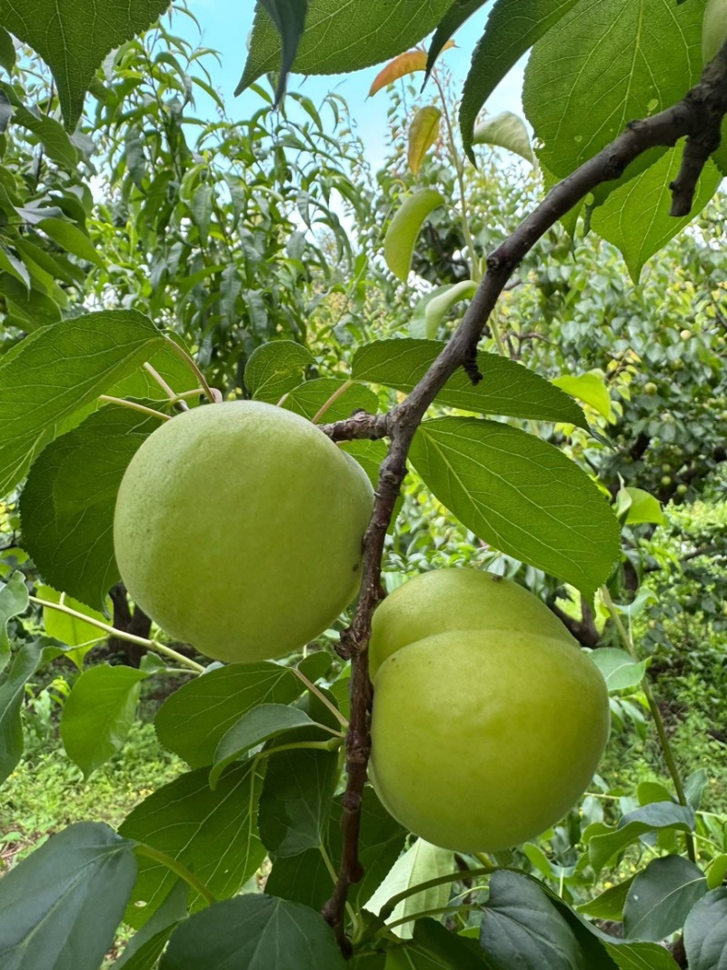 大香白杏