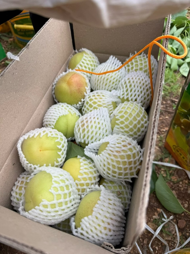 大香白杏