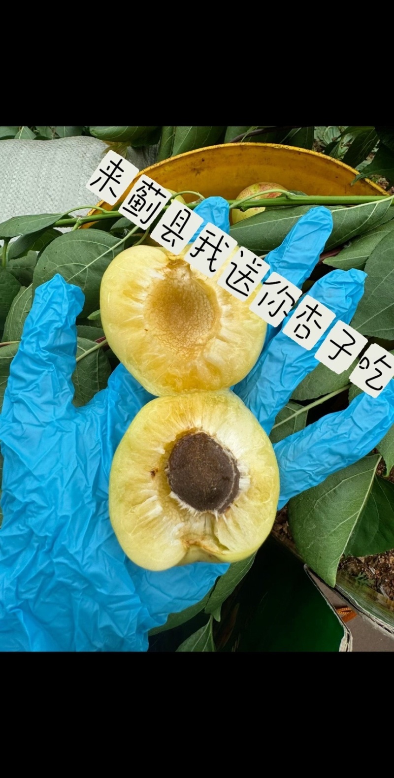 大香白杏