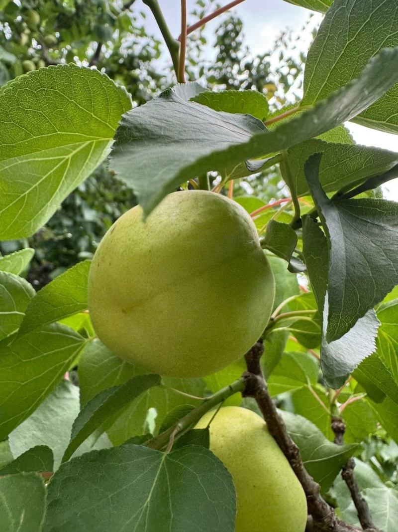 大香白杏