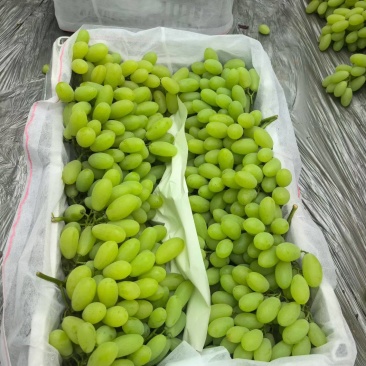 维多利亚葡萄，产地大代办，货源充足，质量保证，全国发货