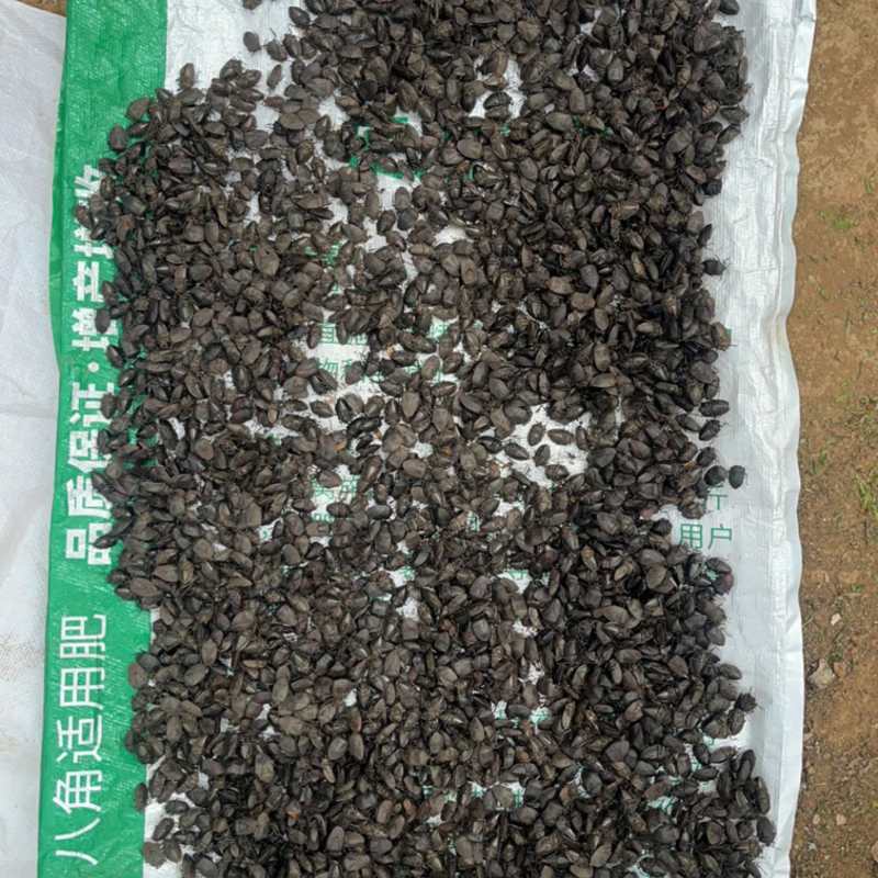 野生九香虫，鲜货，干品，活虫，虫卵！现货可发