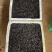 野生九香虫，鲜货，干品，活虫，虫卵！现货可发