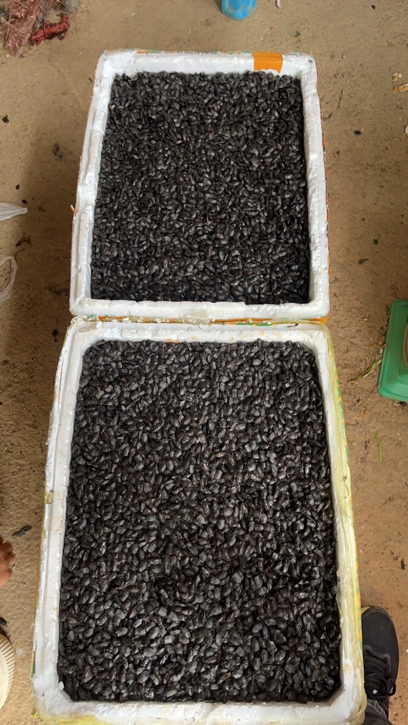 野生九香虫，鲜货，干品，活虫，虫卵！现货可发