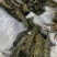 澳洲蓝龙虾批发！全国发货，常年稳定供应，包95%存活率