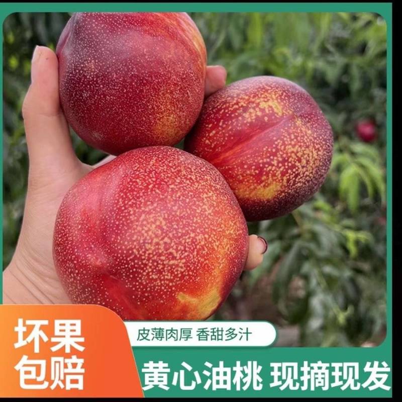 【热卖】9602油桃基地，供应全国市场，接电商、团购等