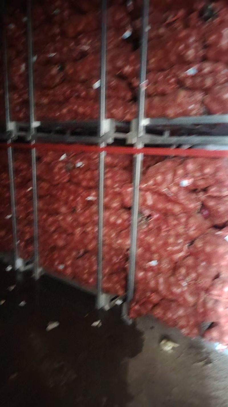 黄皮洋葱产地直发大量现货供应欢迎采购无烂葱