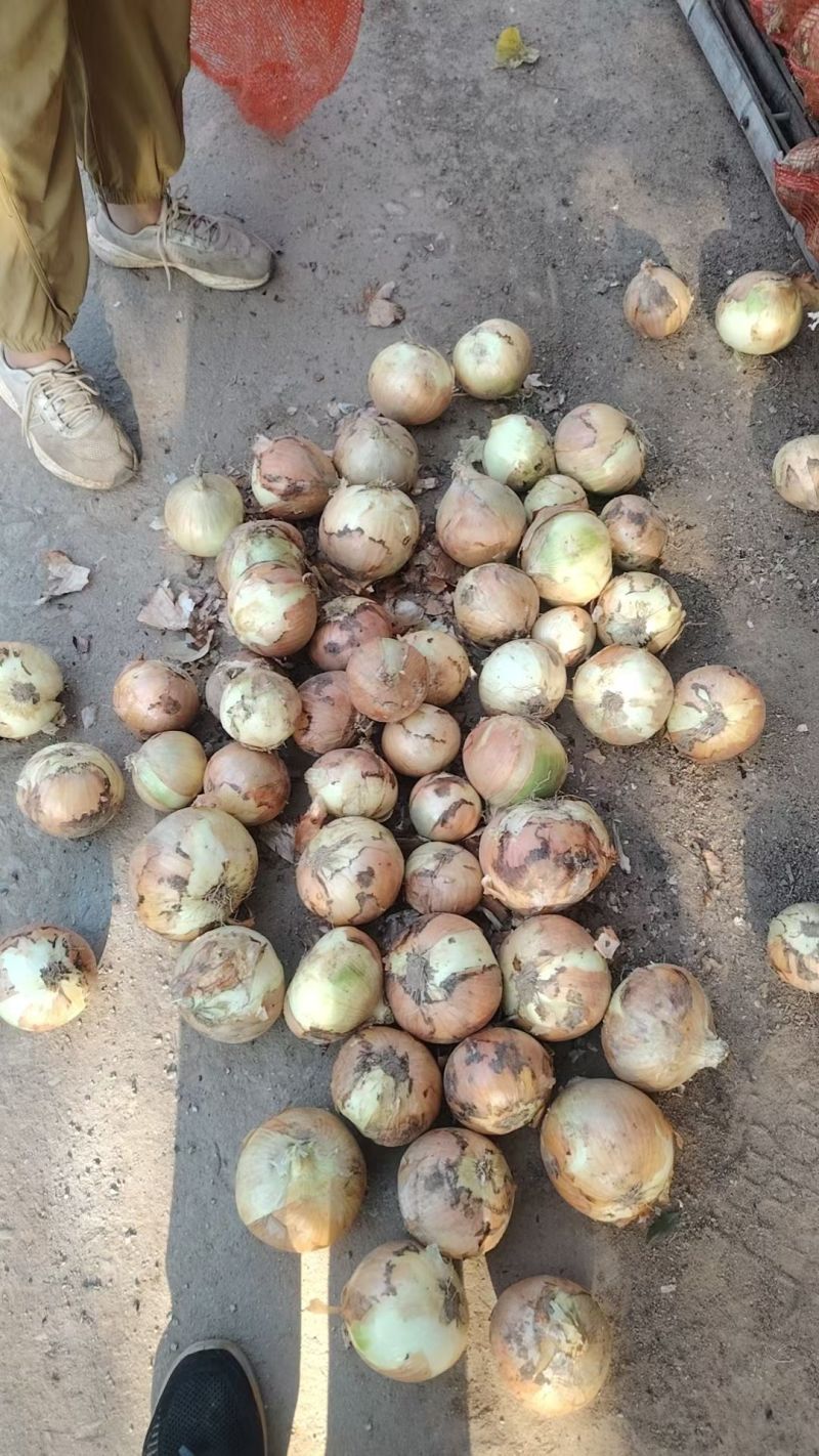 黄皮洋葱产地直发大量现货供应欢迎采购无烂葱