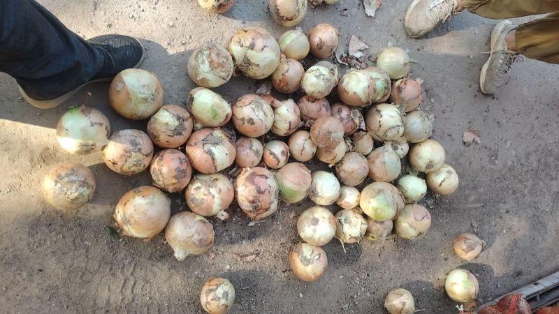 黄皮洋葱产地直发大量现货供应欢迎采购无烂葱