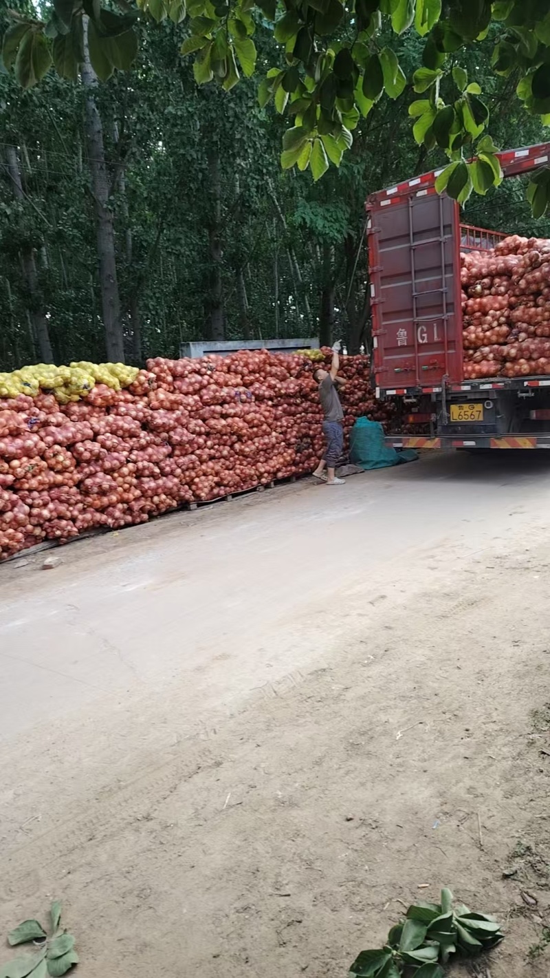 黄皮洋葱产地直发大量现货供应欢迎采购无烂葱