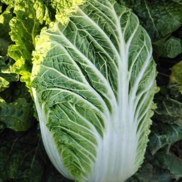 黄心白菜