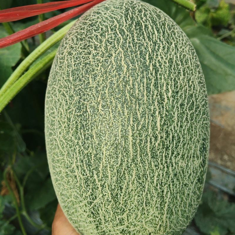 河北沧州献县产区小蜜25大量现货