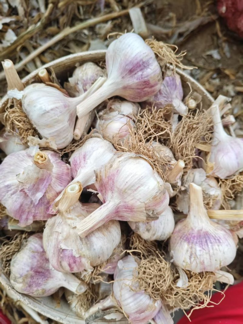 紫皮大蒜