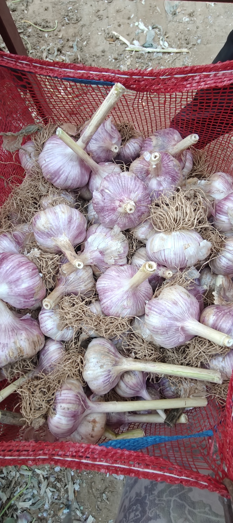 紫皮大蒜