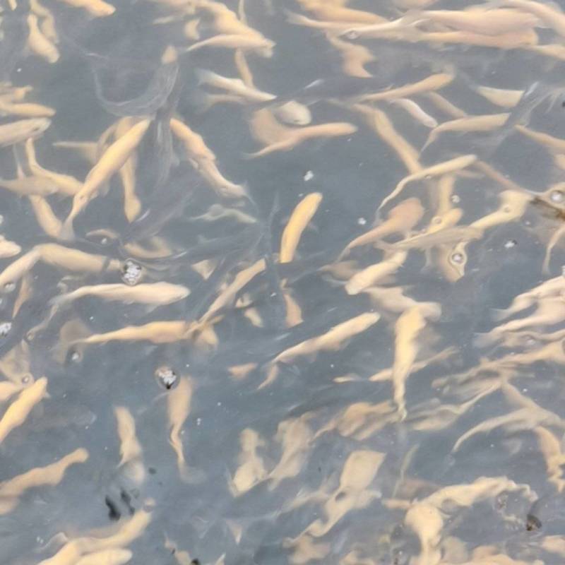 优质虹金鳟鱼苗两倍体，三倍体，欢迎订购