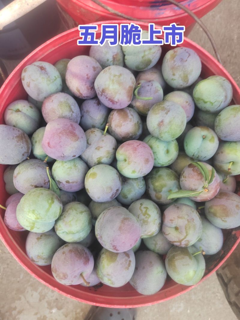 五月脆