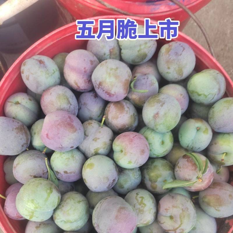 五月脆