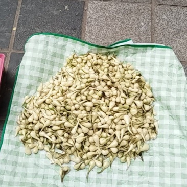 蕌头