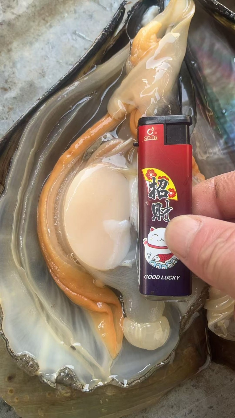 带子来了他从海里走来了