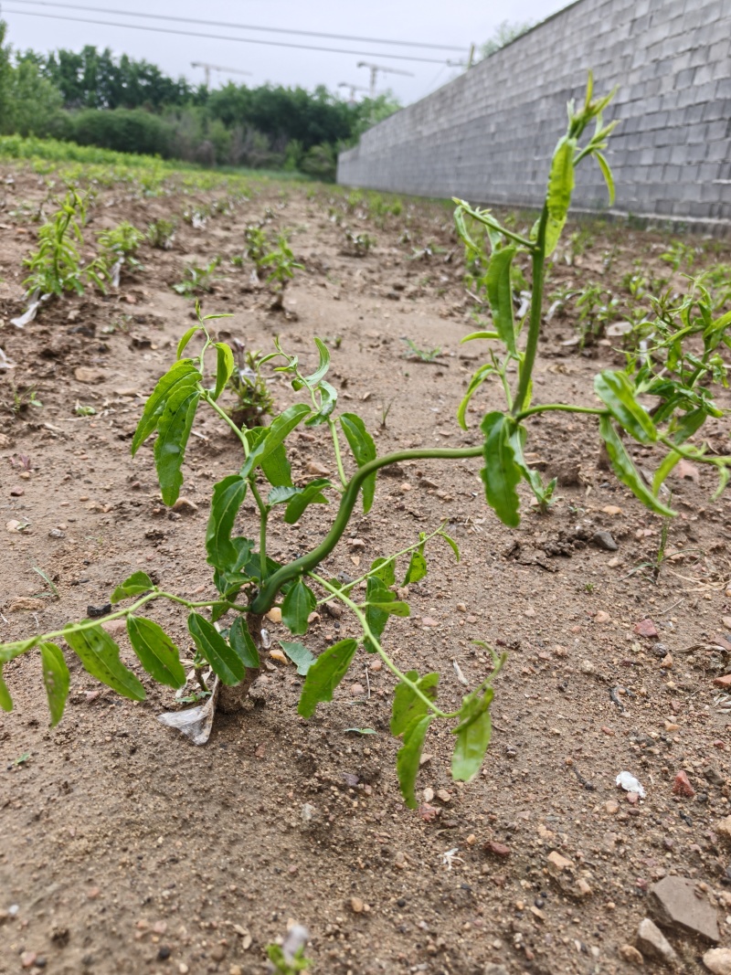 不环剥抗裂果蟠枣苗基地，纯嫁接枣树苗易管理