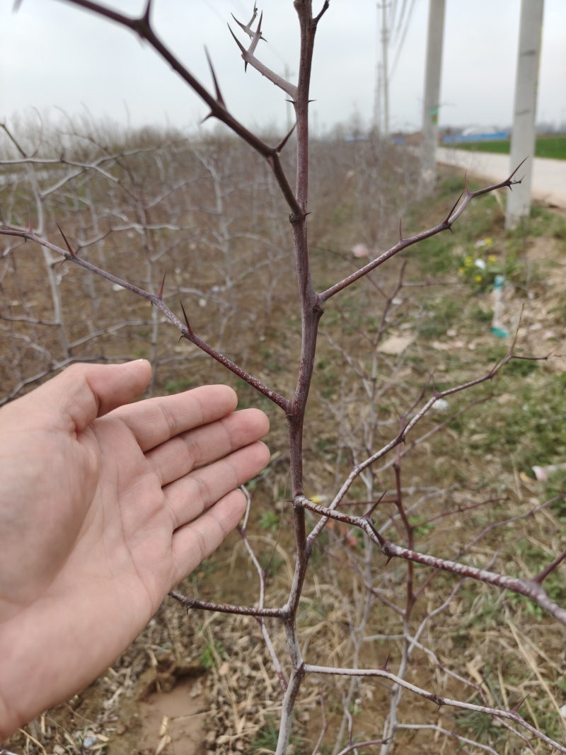 不环剥抗裂果蟠枣苗基地，纯嫁接枣树苗易管理