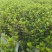 四川成都温江区种植基地大量出售精品安酷杜鹃康乃馨安酷杜鹃