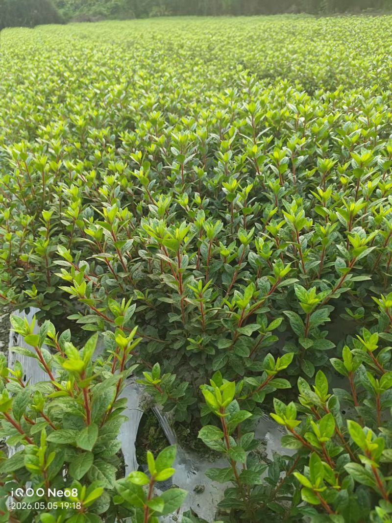 四川成都温江区种植基地大量出售精品安酷杜鹃康乃馨安酷杜鹃