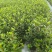 四川成都温江区种植基地大量出售精品安酷杜鹃康乃馨安酷杜鹃