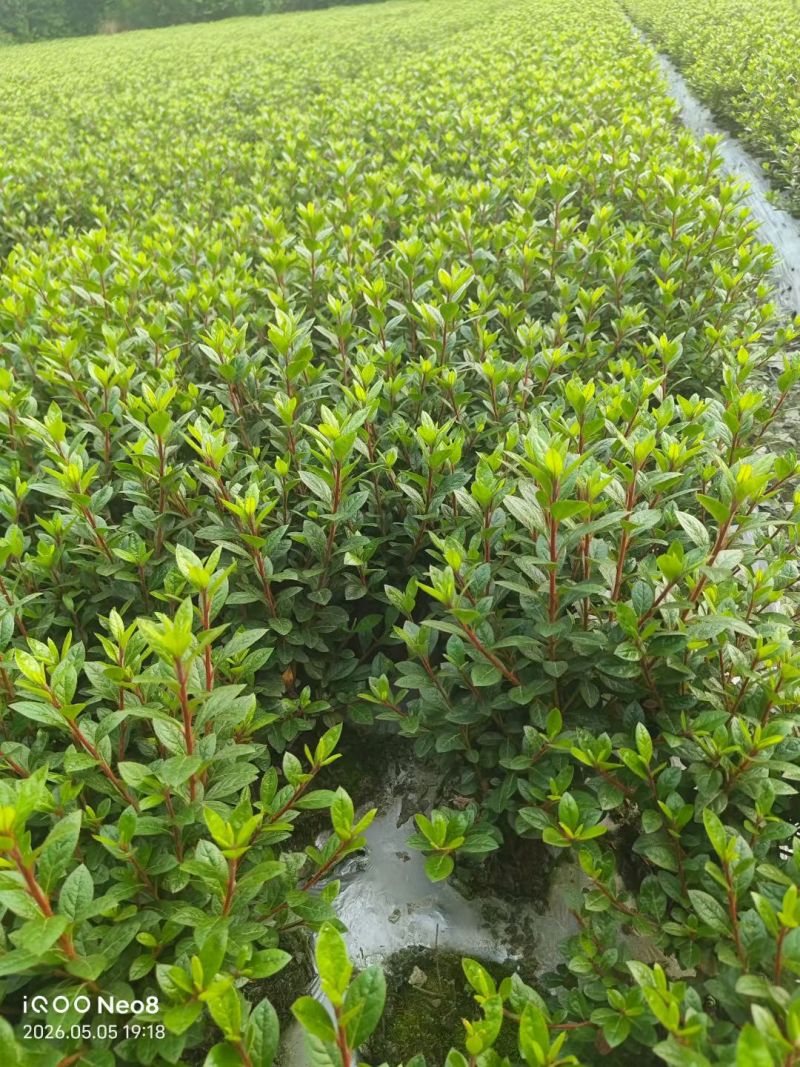 四川成都温江区种植基地大量出售精品安酷杜鹃康乃馨安酷杜鹃