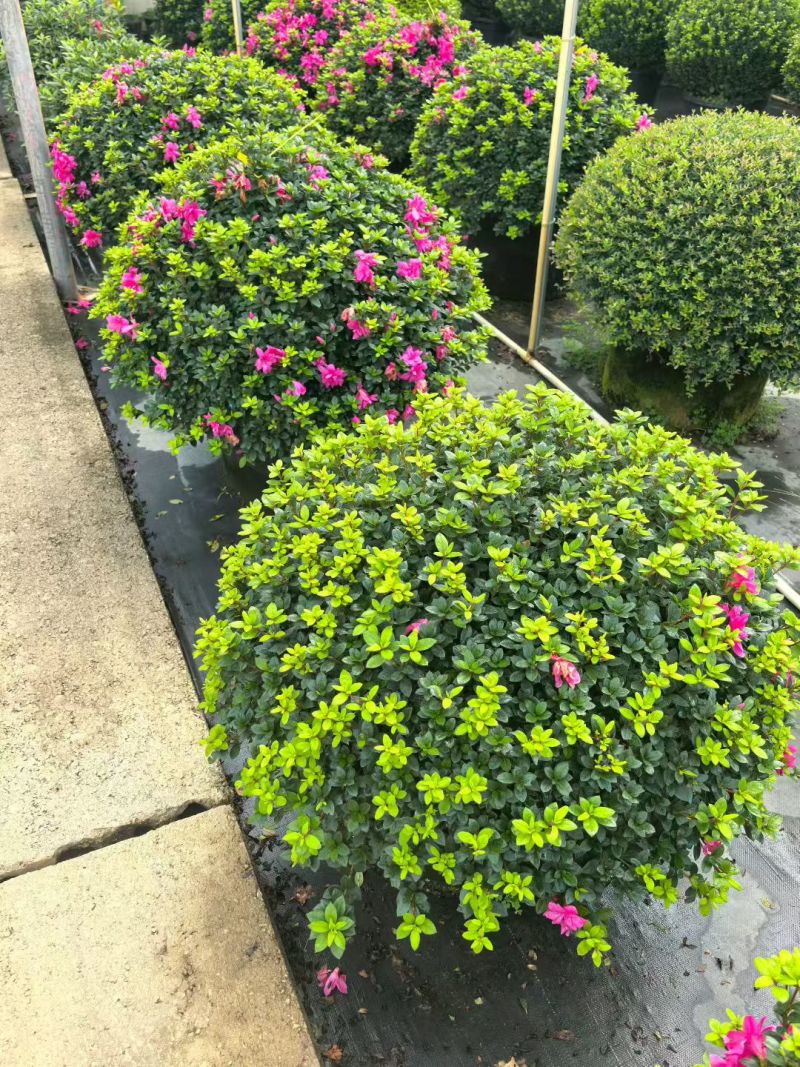 四川成都温江区种植基地大量出售精品安酷杜鹃康乃馨安酷杜鹃
