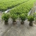 四川成都温江区种植基地大量出售精品安酷杜鹃康乃馨安酷杜鹃