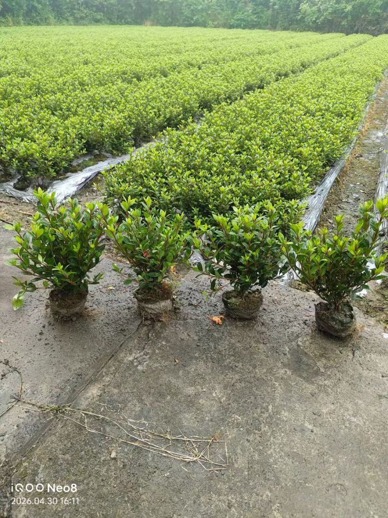 四川成都温江区种植基地大量出售精品安酷杜鹃康乃馨安酷杜鹃