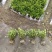四川成都温江区种植基地大量出售精品安酷杜鹃康乃馨安酷杜鹃